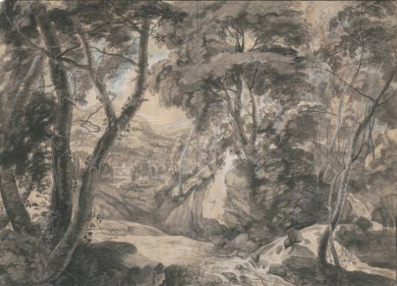 Forest Landscape