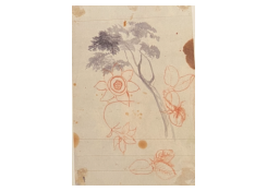 drawings CB:5234 Study of Plants