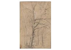 drawings CB:947 Birches in Winter